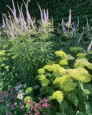 Still standing despite the rain. 
#plantingdesign #gardendesign #landscapedesign #englishgardens #englishgarden #westsussex