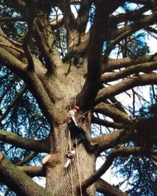 Today is National Tree Day, so go hug a tree! I’ve been working with trees professionally now for 28 years. From a very fresh faced  climbing arborist and research climber to consultant and educator. I met my @zoetedd in the woods and our wonderful son Soli spent his first days amongst trees and now he too has a love for them. They are the lungs of the earth , so why not spend time amongst them today and show your gratitude. 
#trees #nationaltreeday #lovetrees #treework #arborist #arboriculture #plantrees #westsussex #woodedcounty #woodlands #southdowns #southdownsnationalpark